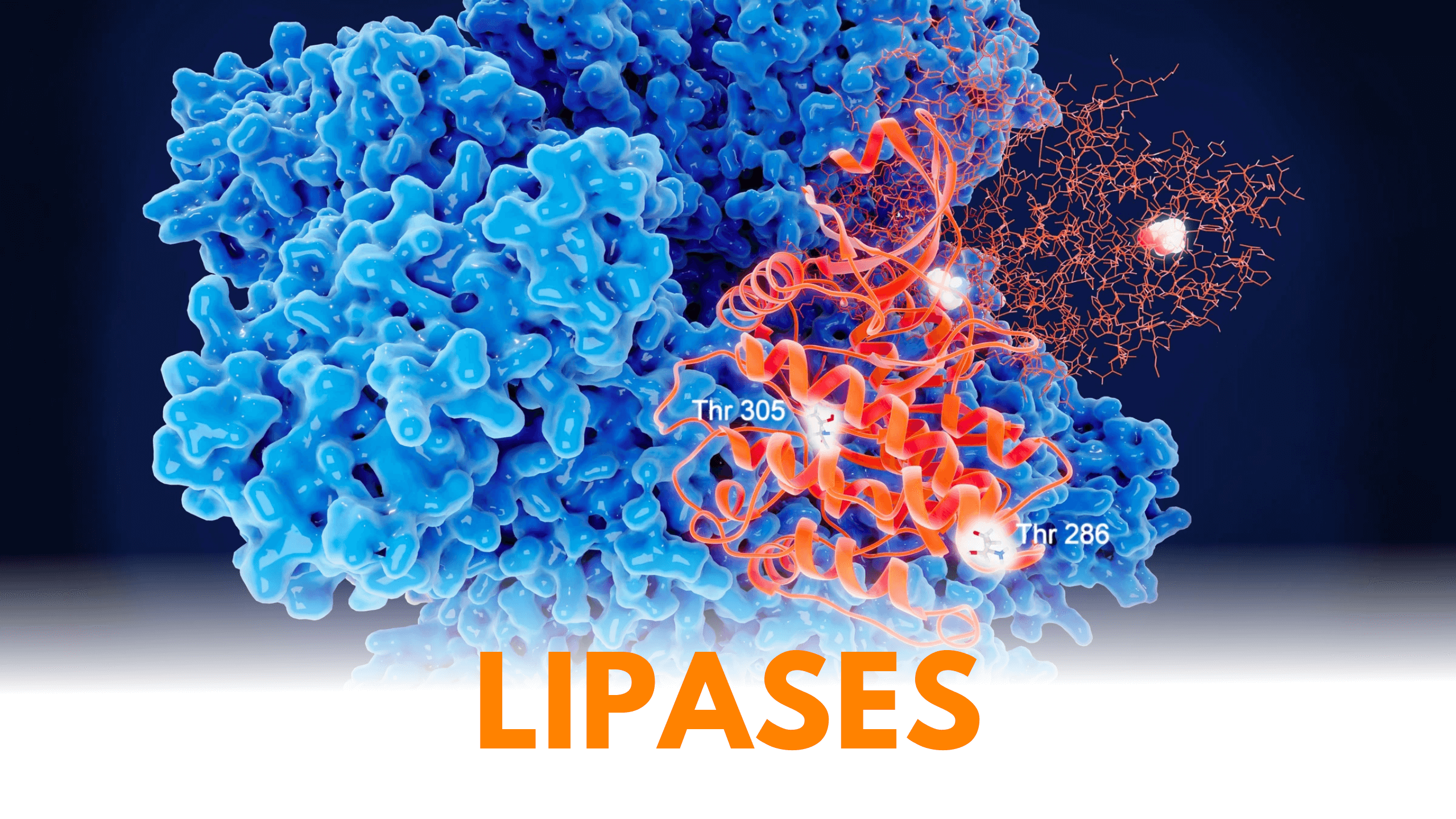 Lipases na Limpeza:  O poder enzimático na emulsificação de Gorduras e Óleos