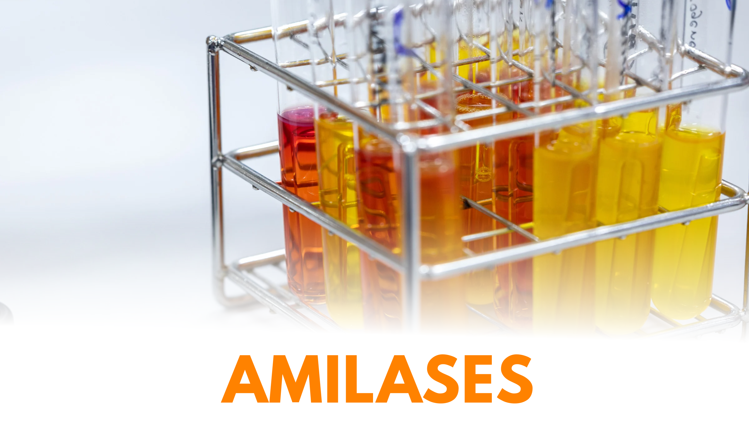 Amilases na Limpeza: desvendando o poder enzimático na degradação  de manchas de Amido